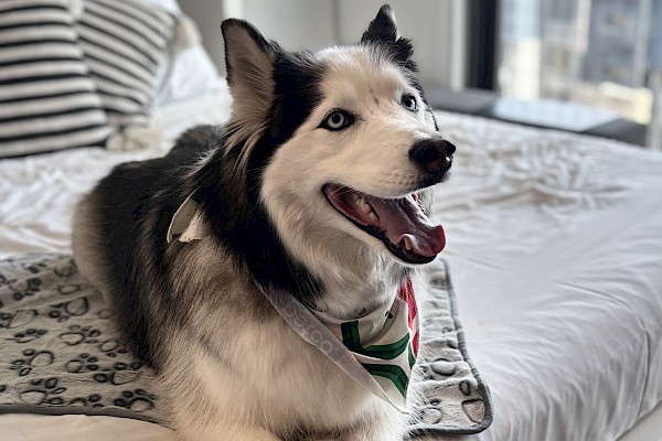 A happy husky with a bandana is lying on a bed in a cozy room, with its mouth open as if panting.